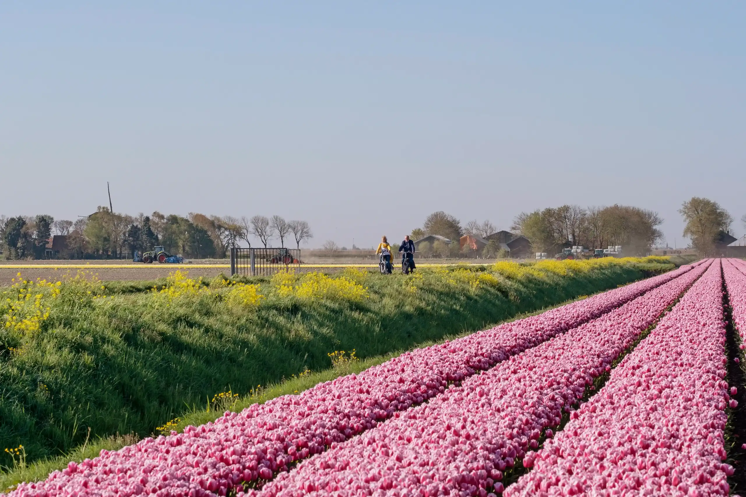 Tulpenveld met op de achtergrond man en vrouw op de fiets